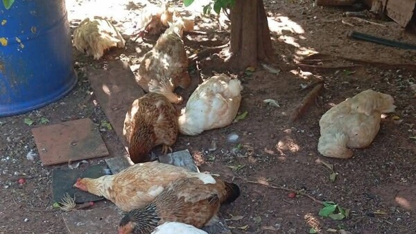 Popular / (VIDEO) ¡Más de 200 gallinas omano en extrañas circunstancias!