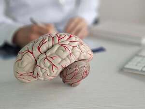 El cerebro humano: cinco etapas cruciales del desarrollo y envejecimiento a lo largo de la vida - Ciencia - ABC Color