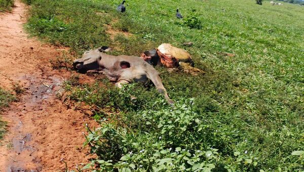 Dos casos de abigeato golpean a Horqueta y Belén: faenan tres vacunos en establecimientos rurales - Concepción al Día