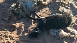Perros vuelven a atacar a ovejas de raza en una estancia de Misiones