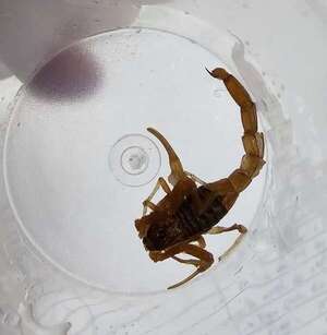 Temporada de alacranes: qué hacer y qué no - Nacionales - ABC Color