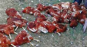 De la nada, mueren más de 200 plumíferas