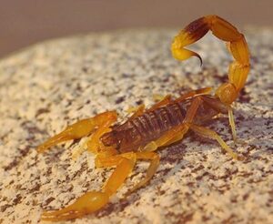 Alacranes en época de calor: qué hacer y qué no hacer ante una picadura