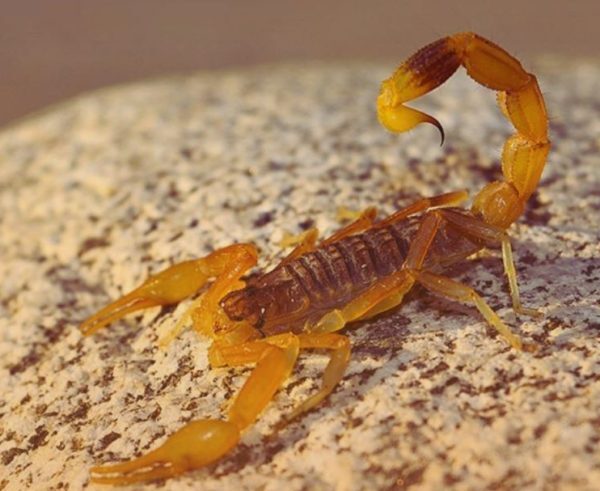 Alacranes en época de calor: qué hacer y qué no hacer ante una picadura