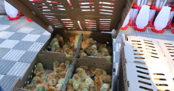 La Nación / EBY promueve fortalecimiento de productores avícolas de Ñeembucú