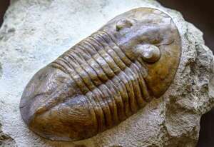 Trilobites: los antiguos dominadores de los mares y su legado fósil - Ciencia - ABC Color