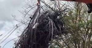 La Nación / Polución visual: Ande elimina enjambres de cables de empresas en el centro de CDE