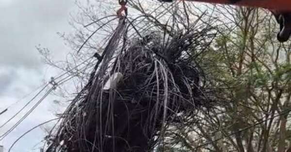 La Nación / Polución visual: Ande elimina enjambres de cables de empresas en el centro de CDE