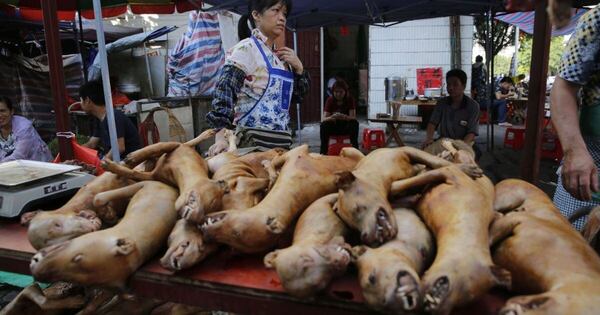 Diario HOY | Capital indonesia prohíbe el consumo de carne de perros y gatos
