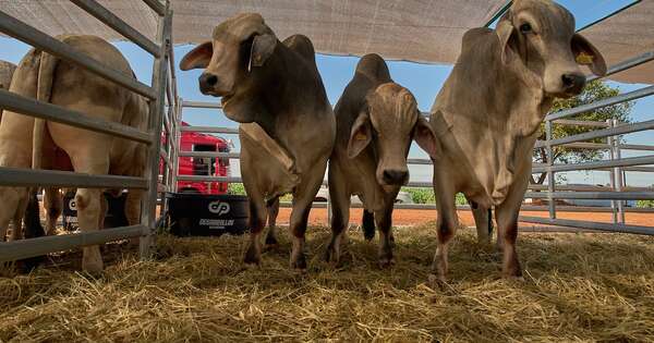 La Nación / Ganaderos avanzan en la creación de plataforma  para transparentar datos del sector cárnico
