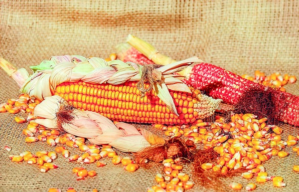 Maíz Paraguayo Triplica Exportación y Afianza Mercados