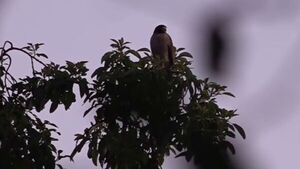 Popular / (VIDEO) ¡Taguatós causan miedazo en vecinos de Ñemby!