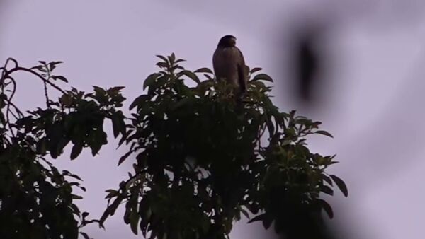 Popular / (VIDEO) ¡Taguatós causan miedazo en vecinos de Ñemby!