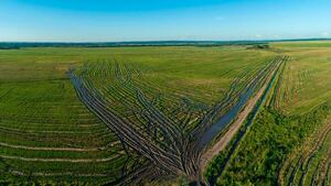 Crisis global del arroz golpea a Paraguay: “El panorama es desolador para la producción”
