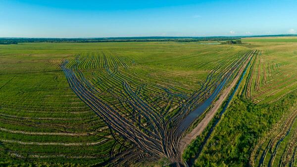 Crisis global del arroz golpea a Paraguay: “El panorama es desolador para la producción”