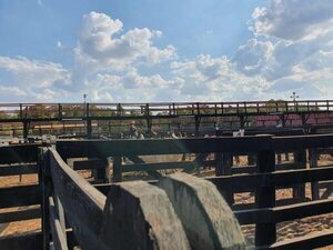 Ferias de consumo: firmeza de precios, mayor dinamismo y un mercado interno cada vez más competitivo