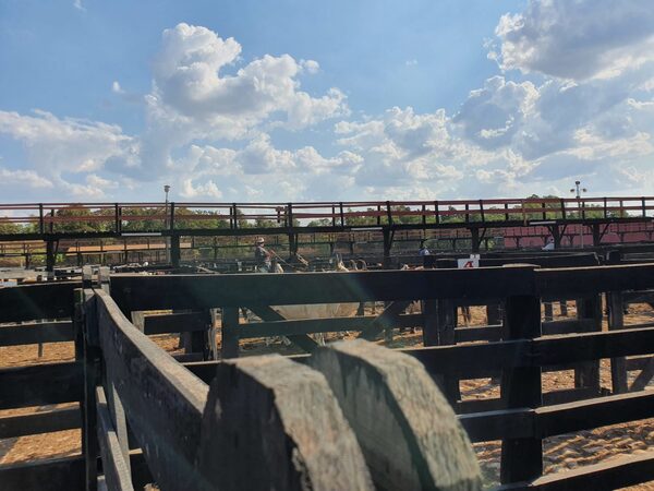 Ferias de consumo: firmeza de precios, mayor dinamismo y un mercado interno cada vez más competitivo