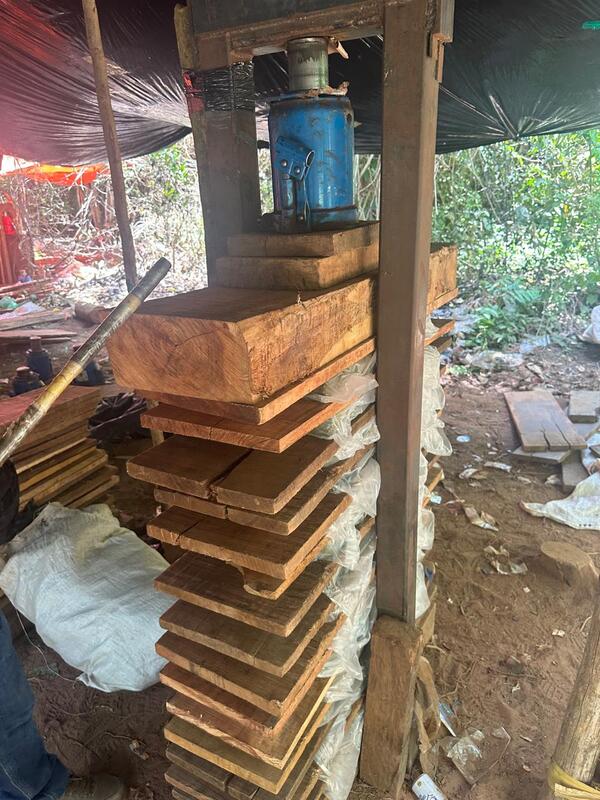 SENAD detecta centro clandestino de marihuana en plena comunidad indígena de San Pedro