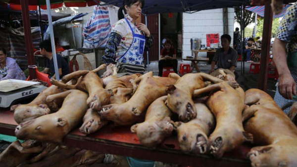 Capital indonesia prohíbe el consumo de carne de perros y gatos