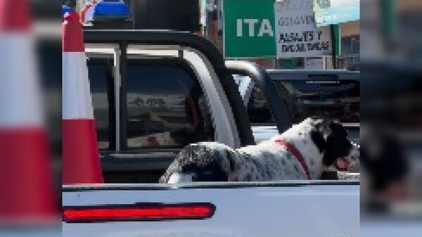 Bob, el “oficial” de cuatro patas que patrulla Itauguá
