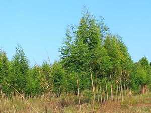 Denuncia desde el interior: plantaciones de eucalipto y agroquímicos afectan cultivos y salud en San Pedro, según DW y una investigación regional » San Lorenzo PY