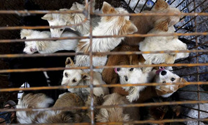 En la capital de Indonesia rige nueva ley que prohíbe el consumo de carne de perros y gatos - OviedoPress