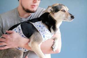 Después del tratamiento: cómo rehabilitar emocionalmente a una mascota que estuvo hospitalizada - Mascotas - ABC Color