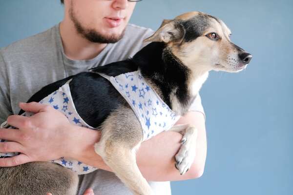Después del tratamiento: cómo rehabilitar emocionalmente a una mascota que estuvo hospitalizada - Mascotas - ABC Color