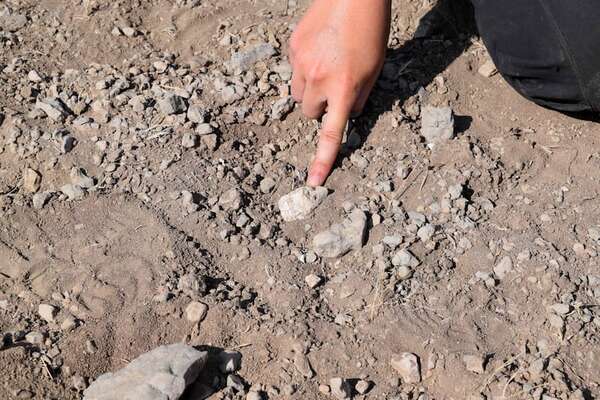 Estudio revela que ‘Lucy’ y Australopithecus deyiremeda coexistieron en Etiopía - Ciencia - ABC Color