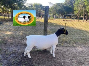 Nuevo centro genético ovino refuerza la cría de calidad en Paraguay