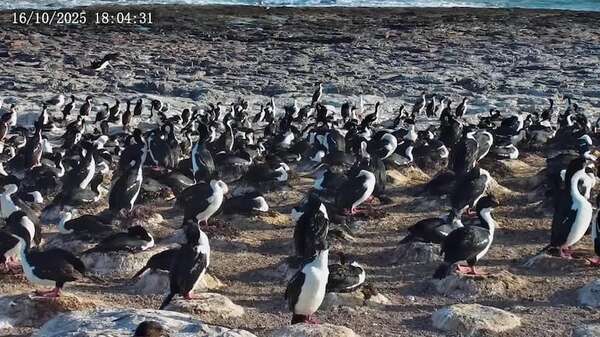 Conectate con la vida salvaje: aves marinas en streaming desde la Patagonia  - Ciencia - ABC Color