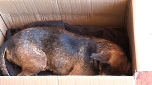 Municipalidad de Cambyretá realiza jornada de castración gratuita de mascotas