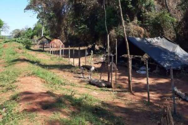 Preocupan nuevas invasiones: ARP señala falta de respuestas de la Fiscalía - ABC Rural - ABC Color