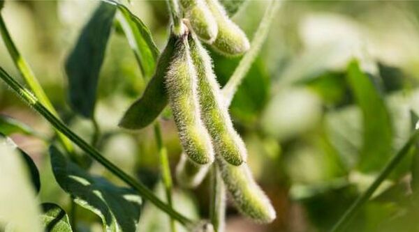 Industralización de soja es la mayor de los últimos cinco años y llegó a casi 3 millones de toneladas en octubre