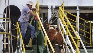Uruguay, sobre la exportación de ganado en pie: proyectan elevar la autorización a rango de ley