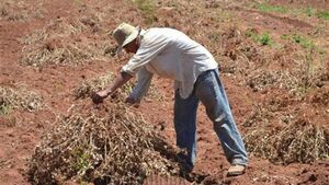 Advierten sobre riesgo para cultivos ante lluvias escasas