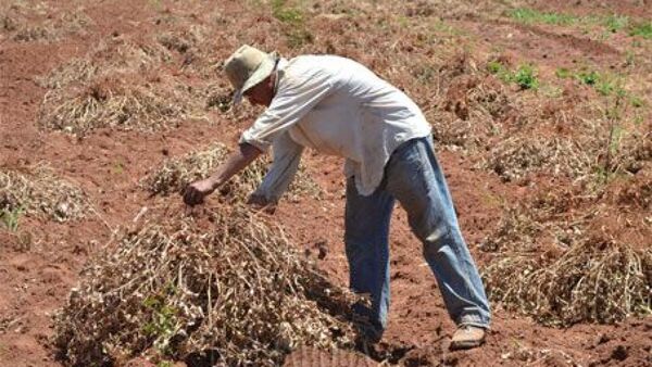 Advierten sobre riesgo para cultivos ante lluvias escasas