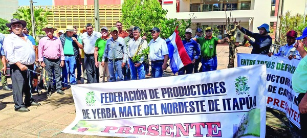 Baja Cotización de Yerba Pone en Apuros a Productores