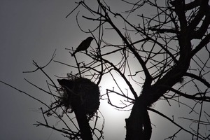 Calor extremo y vientos del norte dominan este jueves