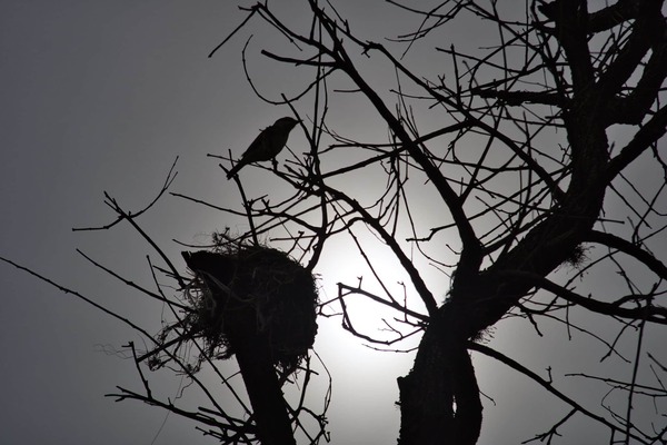 Calor extremo y vientos del norte dominan este jueves
