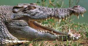 Diario HOY | ¿Cuál es el sustantivo femenino de cocodrilo?