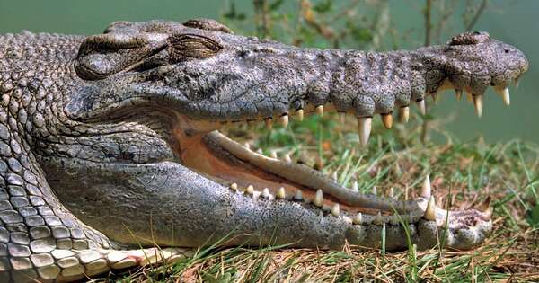 Diario HOY | ¿Cuál es el sustantivo femenino de cocodrilo?