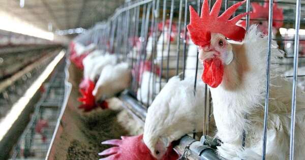 La Nación / Sector porcino y avícola avanza de la mano de la agroindustria