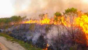 Asociación revela alarmante deforestación del Parque San Rafael y denuncia abandono del Estado