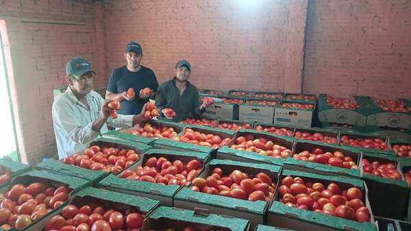 Productores venden tomate a precios que apenas cubren costos de producción - Nacionales - ABC Color