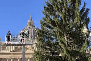 Un gran abeto de 27 metros de alto como árbol navideño del Vaticano - Mundo - ABC Color