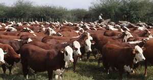 La Nación / Instan a vacunar contra la rabia al ganado bovino