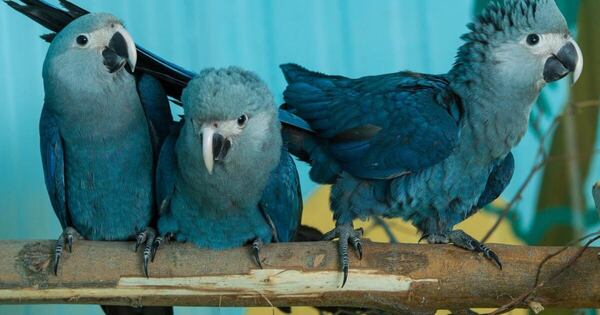 Diario HOY | Virus letal amenaza de extinción a guacamayo famoso por film “Rio”