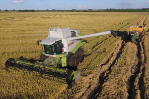 Gremios arroceros llaman a la cautela aseguran que la crisis actual es coyuntural y parte de un ciclo conocido por el productor