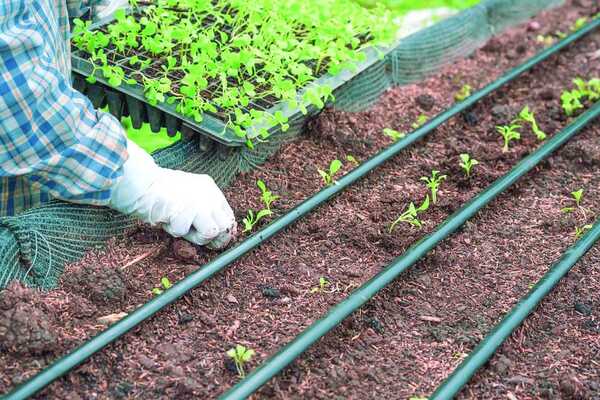 Temporal Deja 434 Familias Dañadas en San Pedro